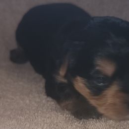 Yorkshire Terriers from Yorkie Ville Kennel