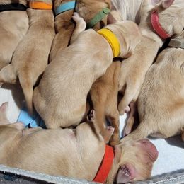 Golden Retriever Puppies from JK Goldens