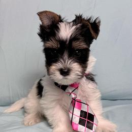 Nico - Black tan and white male Biewer Terrier puppy in Cartersville, Georgia from Alpha Tiny Paws