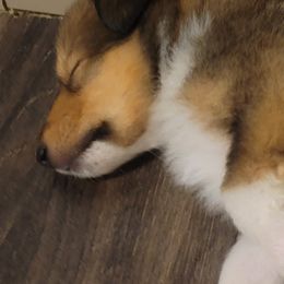 Collies from Sweet Southern Collies