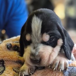 Girl5 - Blue ticked and tan female Bluetick Coonhound puppy in Centerville, Pennsylvania from Holcomb's Hounds