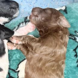 Liberty (zBill) - Cafe au lait female Poodle puppy in Meadowbrook, California from Standard Poodle Pups
