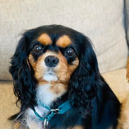 KoKo - Cavalier King Charles Spaniel