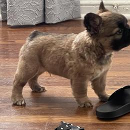 French Bulldog Puppies from Mt Olympus Frenchies