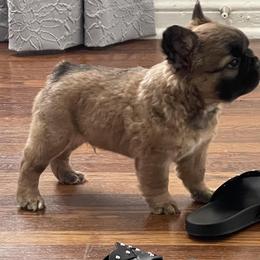French Bulldog Puppies from Mt Olympus Frenchies
