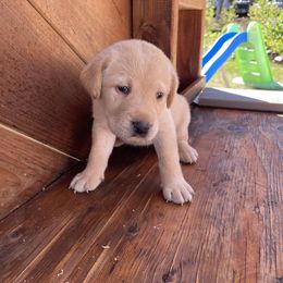 Girl 2 - female Labrador Retriever puppy in Goldendale, Washington from Mountain View Kennels