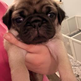 Galahad (Orange Collar) - Fawn male Pug puppy in Frisco, Texas from RD Pugs