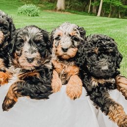Bernedoodles from Doodles & Co. Breeding