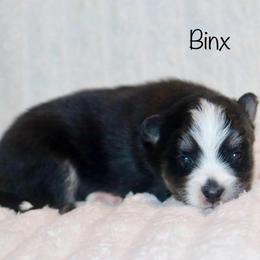 Binx - Black and white male Pomsky puppy in Denham Springs, Louisiana from Bayouland Pomskies