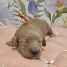 Girl 1 - Cream female Dachshund puppy in Romney, Indiana from Brown's Valley Dachshunds