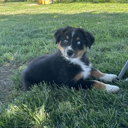 Australian Shepherd Puppies from CV Aussies
