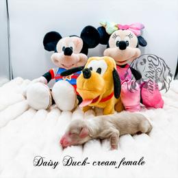 Daisy Duck - Cream female Dachshund puppy in Prairieville, Louisiana from Southern Barron Danes & Dachshunds