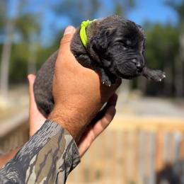 Lime green -Boy - Yellow male Leonberger puppy in Gilmanton, New Hampshire from Stonewall Leonbergers