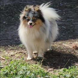 Raina - Pomeranian