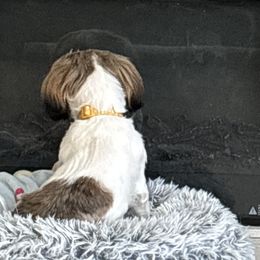 Shih Tzus from Donna rooks