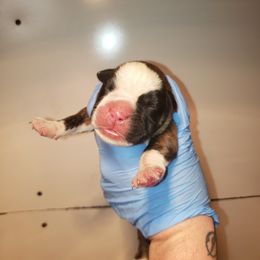 Boxer Puppies from SmashBox Kennel