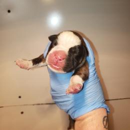 Boxer Puppies from SmashBox Kennel