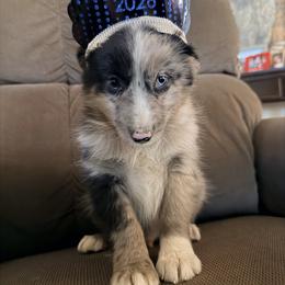 White - Blue merle male Toy Australian Shepherd puppy in Cedar Creek, Texas from Rowdy Ranch Tx