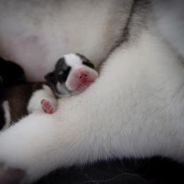 Siberian Husky Puppies from Ivie Huskies