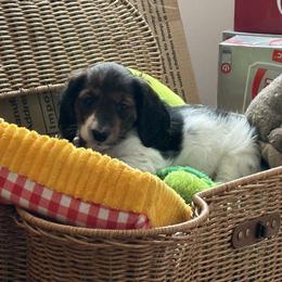 Olive - Piebald female Dachshund puppy in Benson, North Carolina from Queen of Weens Mini Dachshunds