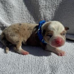Rocky - Sable male Pembroke Welsh Corgi puppy in Ruidoso, New Mexico from Ruidoso's Crowned Companions