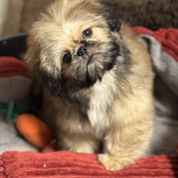 Teebo - Sable male Shih Tzu puppy in Mesa, Arizona from House of Zen Shihtzus