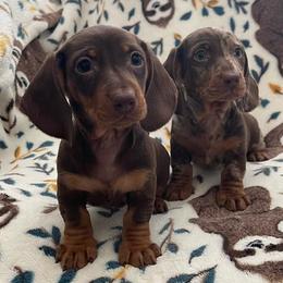 Dachshunds from Doxies Kingdom