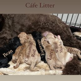 Goldendoodle puppies from Doodle Café