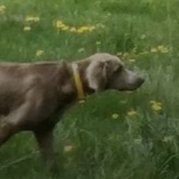 Weimaraners from Ringneck Wranglr Kennel