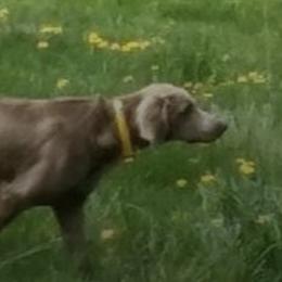 Weimaraners from Ringneck Wranglr Kennel