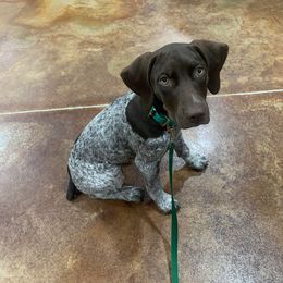 German Shorthaired Pointer and Jack Russell Terrier Puppies from Ivy Creek Kennels