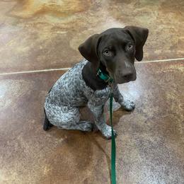 German Shorthaired Pointer and Jack Russell Terrier Puppies from Ivy Creek Kennels