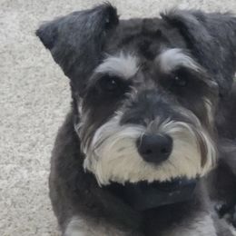 Miniature Schnauzers from Central Iowa Schnauzers, LLC