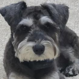 Miniature Schnauzers from Central Iowa Schnauzers, LLC