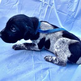 Blue collar - Black and white male German Shorthaired Pointer puppy in Fremont, Nebraska from Weiland GSP's