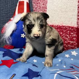 Cove - Blue merle female Australian Shepherd puppy in Rose Hill, North Carolina from Motega Australian Shepherds