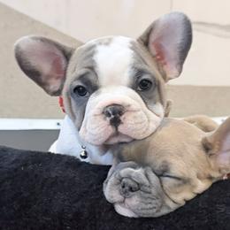 French Bulldogs from BlueCairo Frenchies