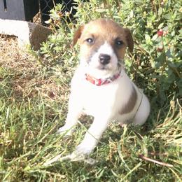 Penny - Tri-colored female Parson Russell Terrier puppy in Carney, Oklahoma from River Run Parson Russell terriers & River Run Ridgebacks