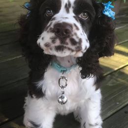 Cocker Spaniels from Blessed with Raine’s Puppies