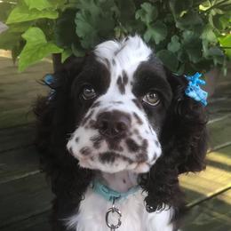 Cocker Spaniels from Blessed with Raine’s Puppies