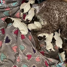 German Shorthaired Pointer Puppies from New England Premier GSPs