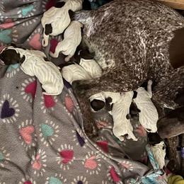 German Shorthaired Pointer Puppies from New England Premier GSPs
