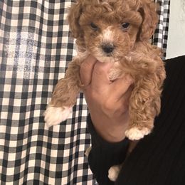 Lady Velma - Apricot female Maltipoo puppy in Southern,, California from Maltipoo Tiny Pups & More