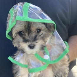 Havanese Puppies from LUCKY HAVANESE