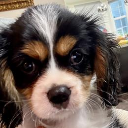Biscotti - Tri-color female Cavalier King Charles Spaniel puppy in Santa Rosa, California from George's Cavalier King Charles Spaniels