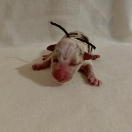 Brown Ribbon Red Merle Girl 5 - Red merle female Australian Shepherd puppy in Dundee, Ohio from Aussies Of Circle H