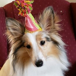 Shetland Sheepdog All Grown Up from Fox Point Farm Toy Shelties