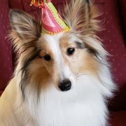 Shetland Sheepdog All Grown Up from Fox Point Farm Toy Shelties