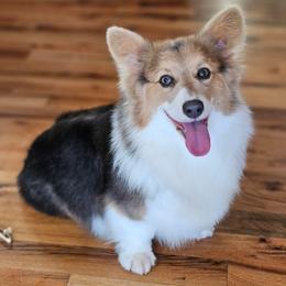 Nymeria - Blue female Pembroke Welsh Corgi puppy in Washington from Castle View Royal Rumps