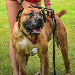Misty - Boerboel